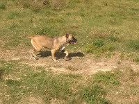 cane corso italian mastiff